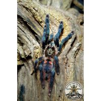 Tapinauchenius sanctivincenti / St Vincent Tree spider  1fh 1-2cm